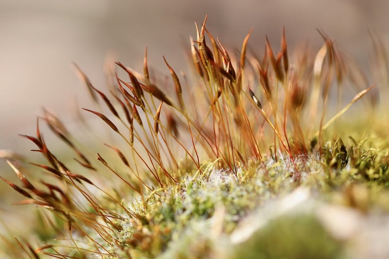Mossy Branches