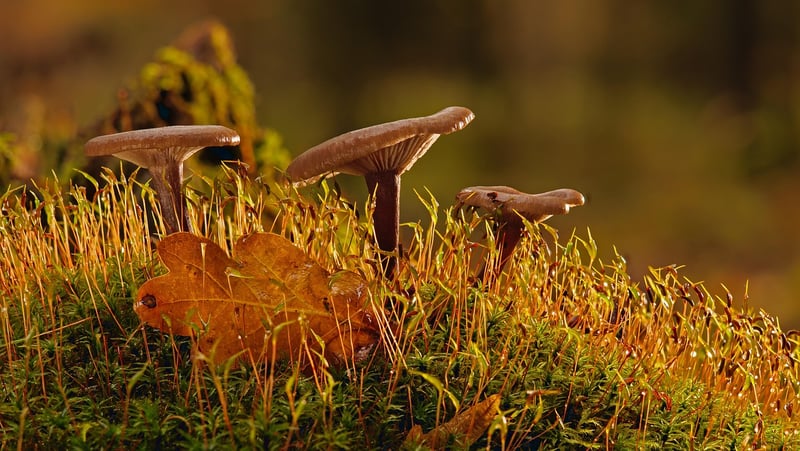 Mossy Forest Floor